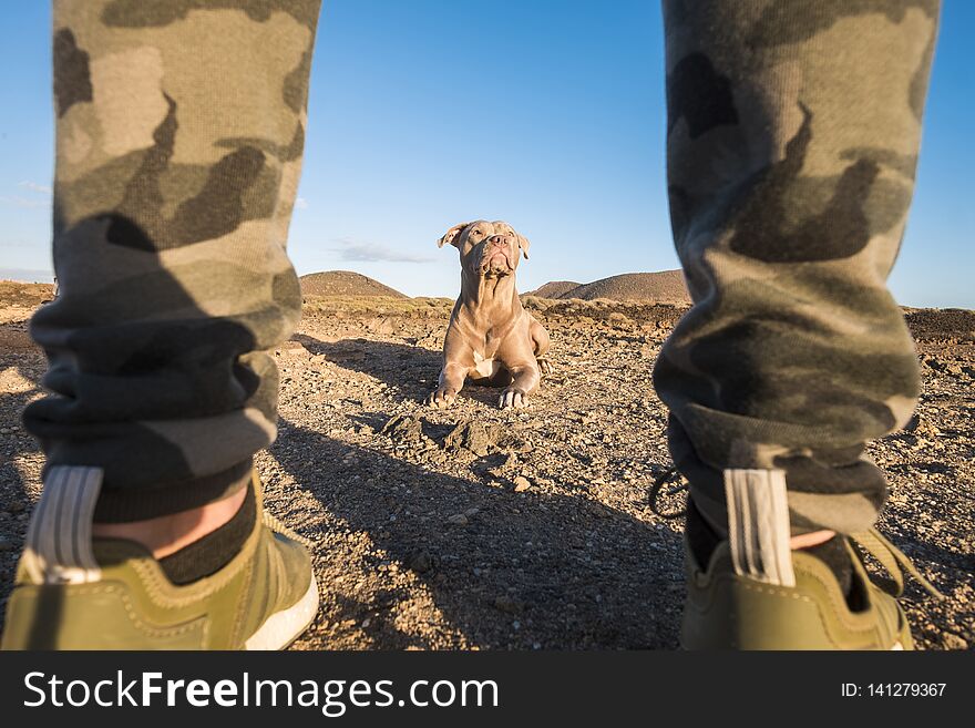 Beautiful nice lay down dog looking at his owner best friend man viewed from his legs. middle and cengtererd composition with friendship concept in outdoor leisure activity