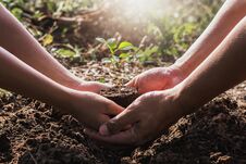 Hand Helping Planting Tree In Garden. Eco Royalty Free Stock Photo Hand Helping Planting Tree In Garden. Eco Royalty Free Stock Photo