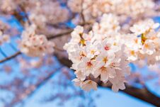 Sakura Tree In Japan. Blooming Cherry Blossom Flower Stock Images
