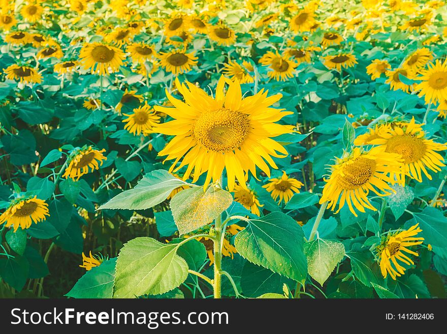 Prettiest sunflowers field in the afternoon in Nakhon Pathom, Thailand. Closeup of sunflower on farm