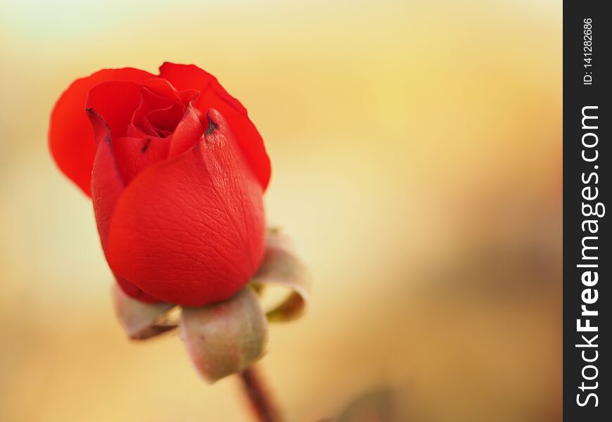 Gentle bud of a red rose on a light background. Close up