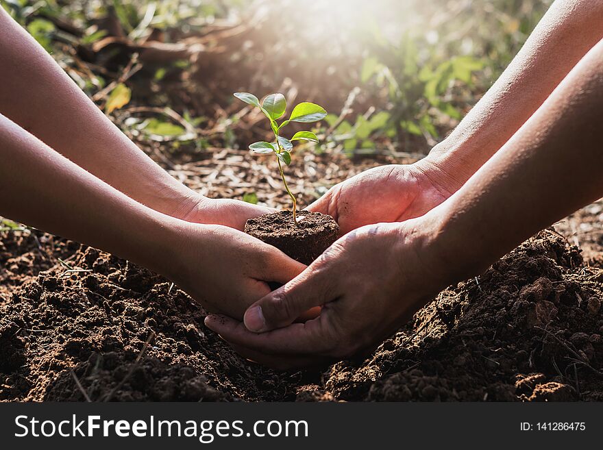 hand helping planting tree in garden. eco