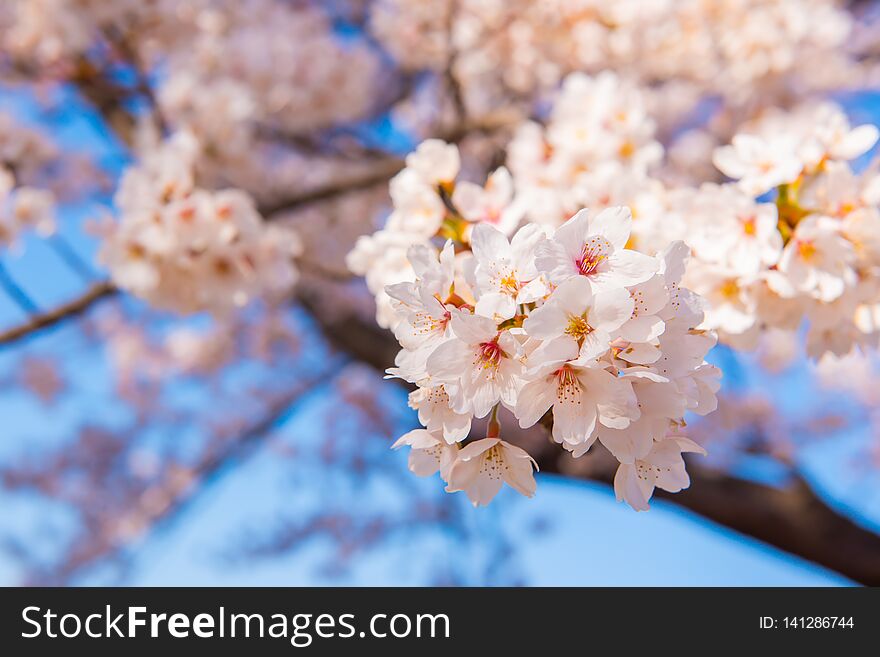 Sakura tree in Japan. Blooming cherry blossom flower