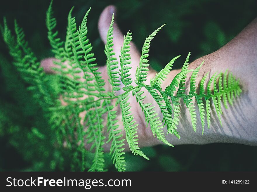 Pattern of green fern against the background of a man`s hand