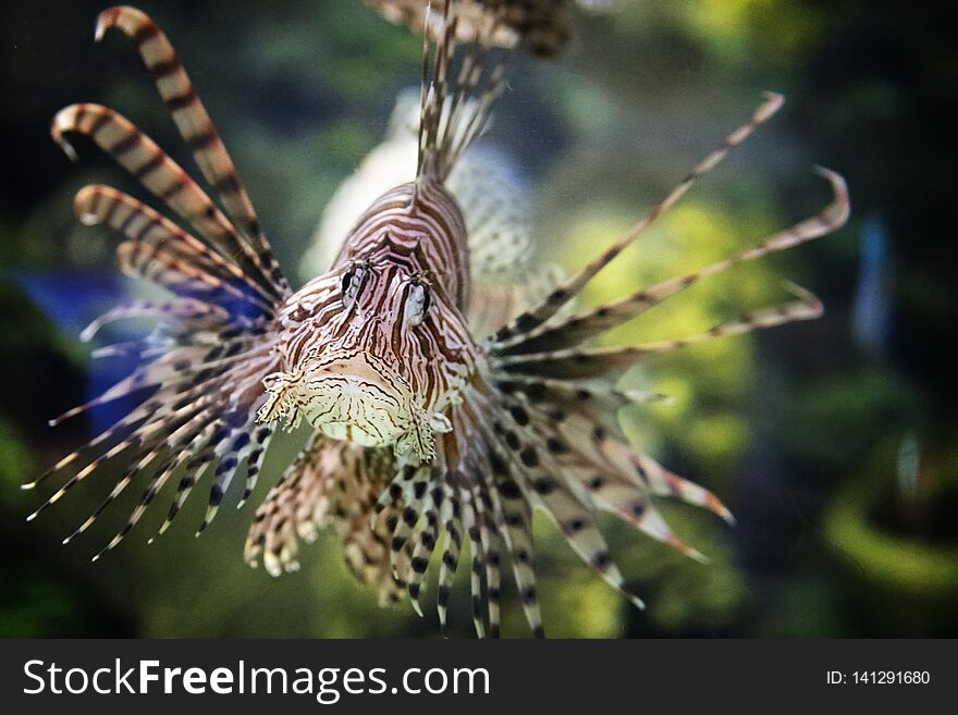 The frontal picture of a lion fish