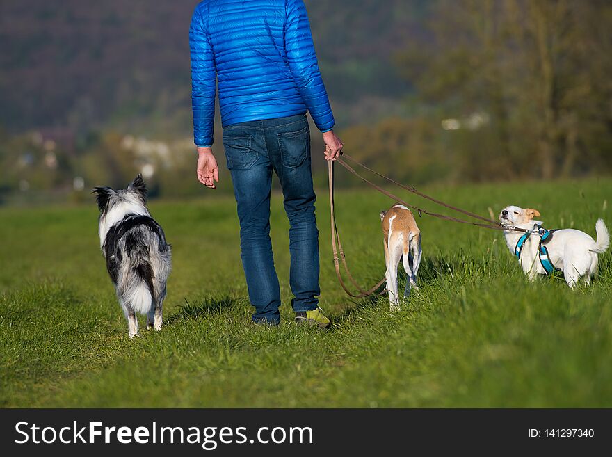 Man walking with dogs in a meadow