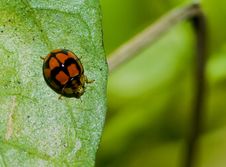 Red Lady Bug Stock Images Red Lady Bug Stock Images