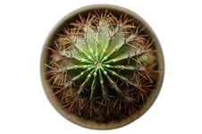 Cactus With Defocused (blurred) Background. Royalty Free Stock Images Cactus With Defocused (blurred) Background. Royalty Free Stock Images