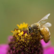 Autumn Honey Bee Worker On Pink Flower Royalty Free Stock Photos