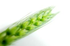Wheat Ears Macro Royalty Free Stock Photos Wheat Ears Macro Royalty Free Stock Photos