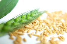 Wheat Ears And Grain Macro Stock Images Wheat Ears And Grain Macro Stock Images