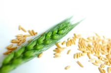 Wheat Ears And Grain Macro Stock Photos