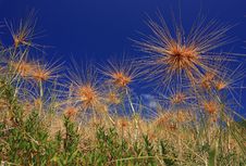 Dry Grass Field Against Blue Sky Royalty Free Stock Images Dry Grass Field Against Blue Sky Royalty Free Stock Images