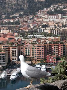 Seagull Above Harbour At Monte Carlo Royalty Free Stock Images Seagull Above Harbour At Monte Carlo Royalty Free Stock Images