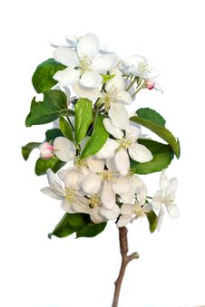Plum-tree Flowers Royalty Free Stock Photography Plum-tree Flowers Royalty Free Stock Photography
