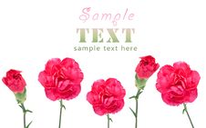 Purple Carnations Royalty Free Stock Photos Purple Carnations Royalty Free Stock Photos