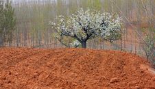 Pear Blooming Stock Photo Pear Blooming Stock Photo