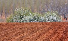 Pear Blooming In Fields Royalty Free Stock Photos Pear Blooming In Fields Royalty Free Stock Photos