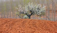 The Pear In Farmland Royalty Free Stock Photography The Pear In Farmland Royalty Free Stock Photography