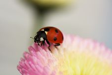 Ladybug On A Pink Flower Stock Images Ladybug On A Pink Flower Stock Images