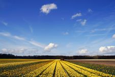 Field Of Yellow Daffodils Under A Blue Sky Royalty Free Stock Photos Field Of Yellow Daffodils Under A Blue Sky Royalty Free Stock Photos