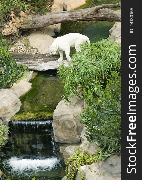 A white tiger  in the zoo