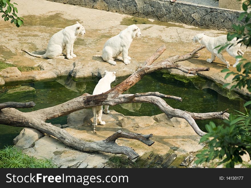 Several White Tiger  In The Zoo