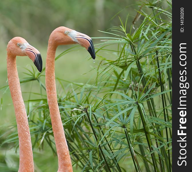 The head of two red flamingo in zoo