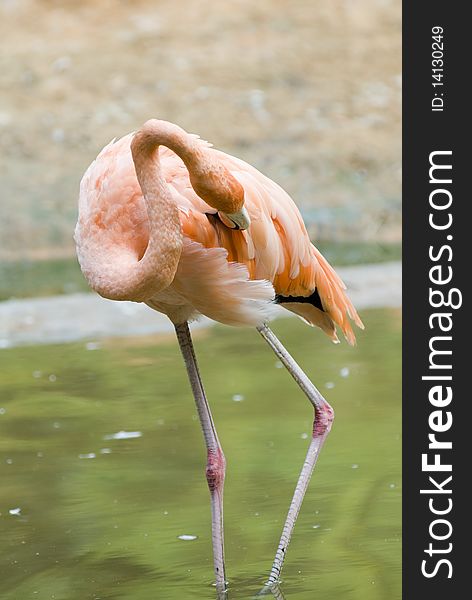 The red flamingo in zoo