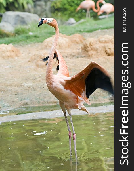 The red flamingo in zoo