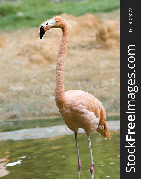 The red flamingo in zoo
