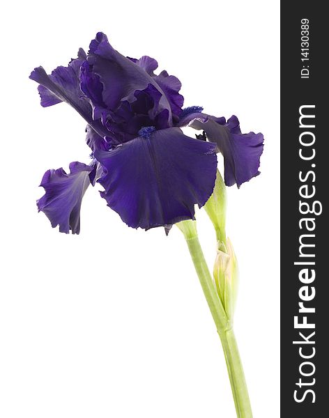 A tall bearded purple Iris on a white vertical background, copy space