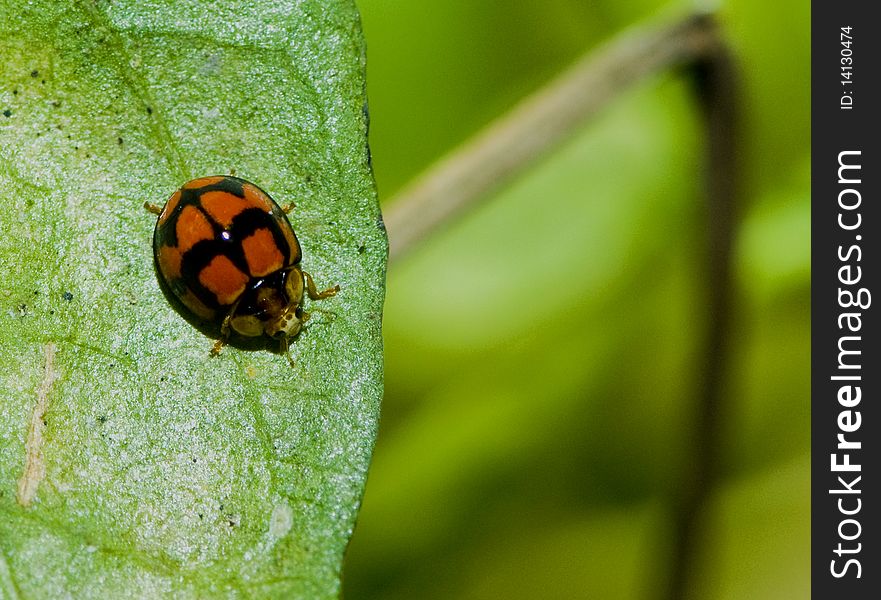Close-up picture of red lady bug on a green leaf.