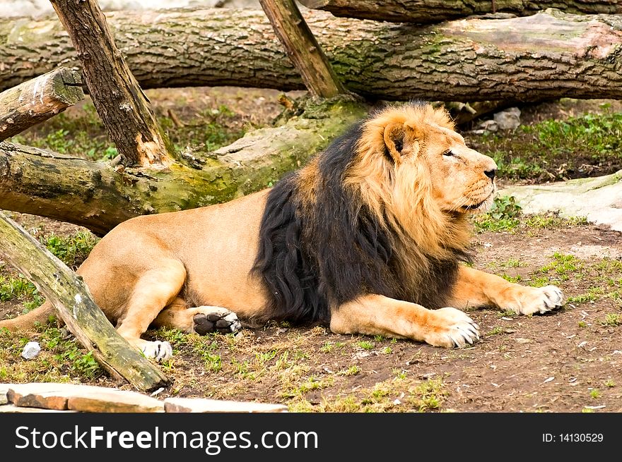 Image of resting adult male lion. Image of resting adult male lion
