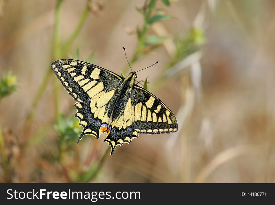 Common Swallowtail, Papilio machaon, resting on grass. Common Swallowtail, Papilio machaon, resting on grass