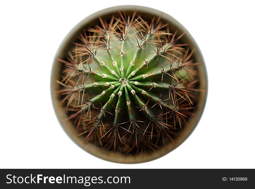 Green cactus with defocused (blurred) background.