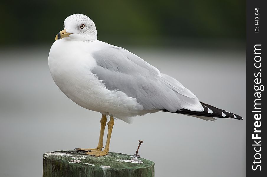 Seagull resting on a pillar in the Florida Everglades.