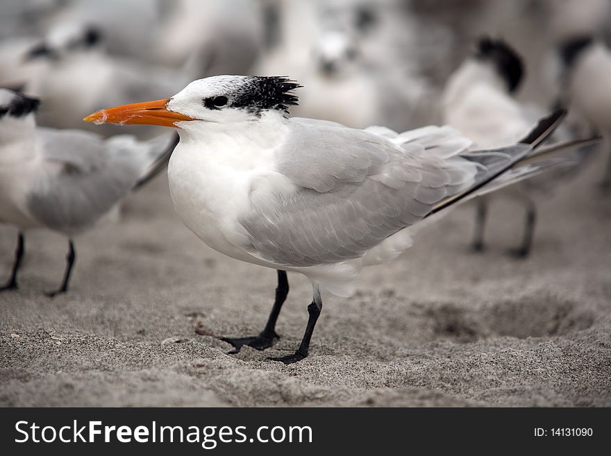 Flock of Seagulls resting on the beach in Sanibel Island, Florida. Flock of Seagulls resting on the beach in Sanibel Island, Florida.