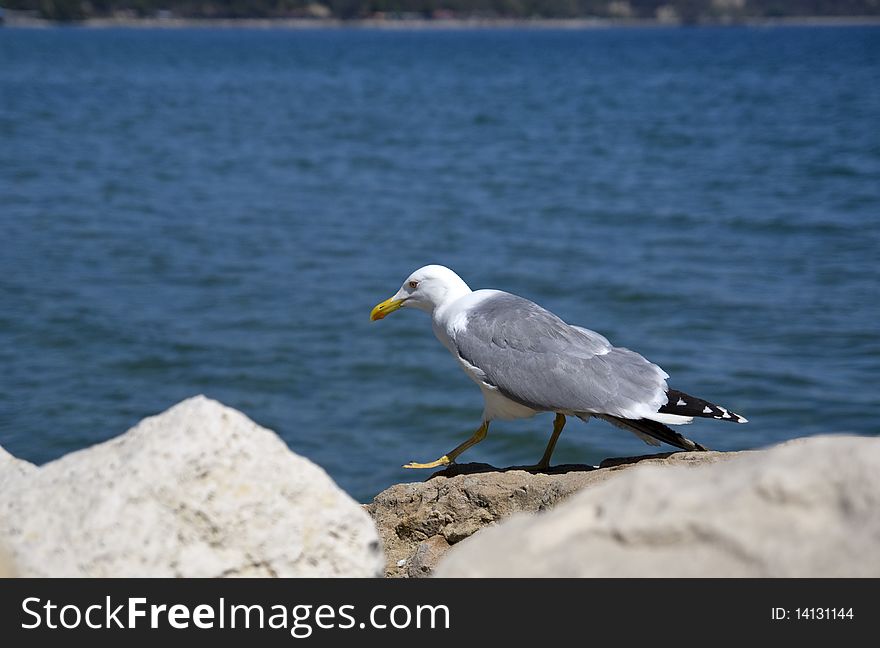 Walking seagull