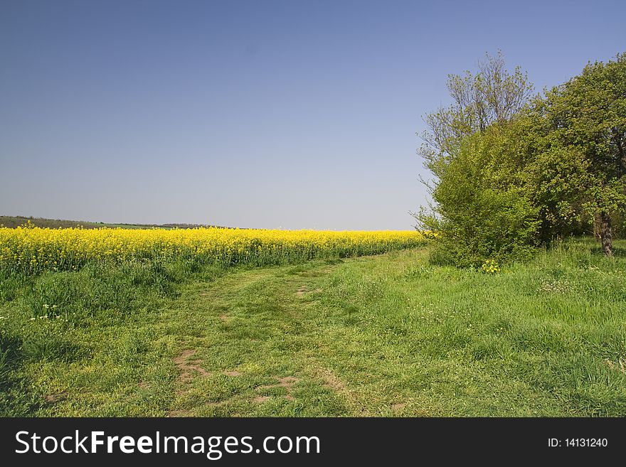 Yellow field, photo taken in Bulgaria