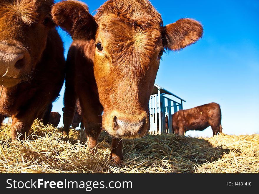 Mouth of friendly cattle on straw with blue sky