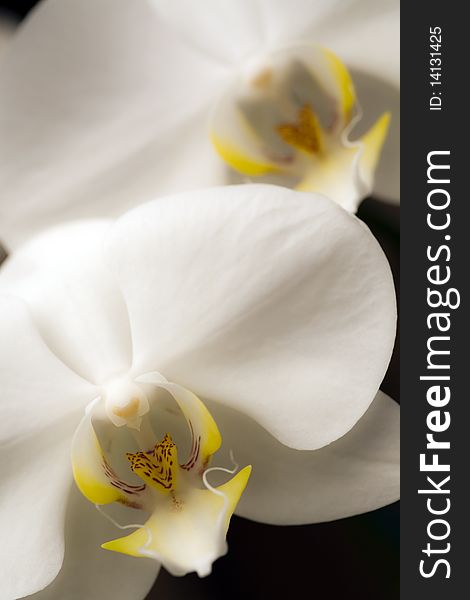 Macro image of a pair of white orchids with focus on the foreground.