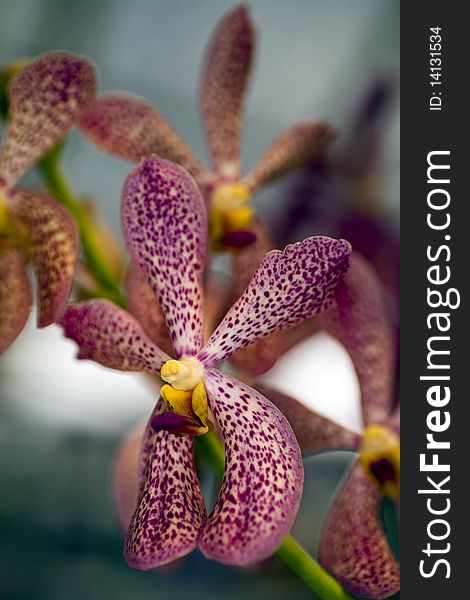 Several red/purple spotted star type orchids with shallow depth of field. Several red/purple spotted star type orchids with shallow depth of field.