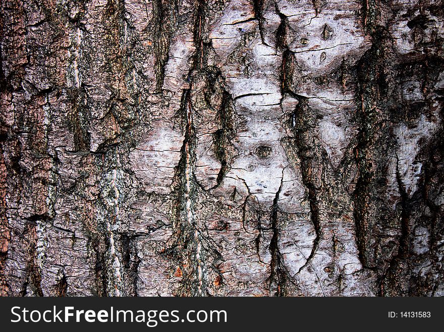 The dark bark of the white birch. The dark bark of the white birch