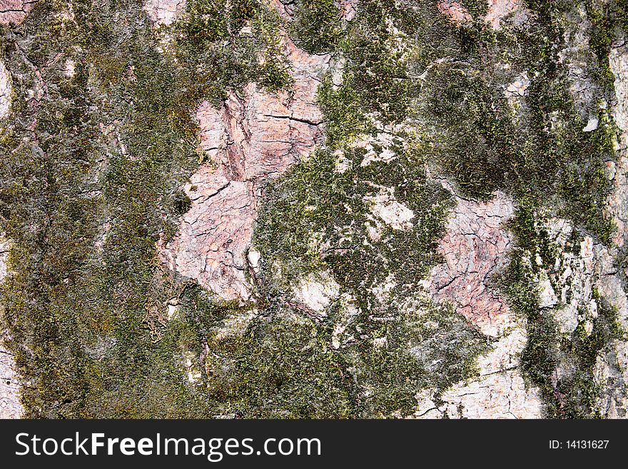The dark bark of the white birch with moss on it. The dark bark of the white birch with moss on it