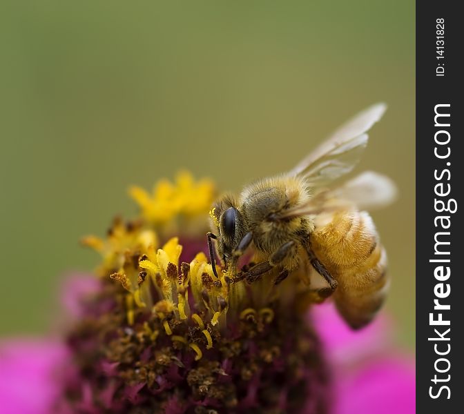 Autumn Honey Bee Worker On Pink Flower