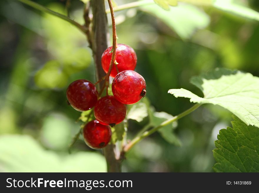 Red Currant On The Branch