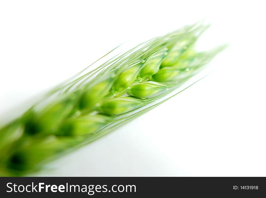 Fresh green wheat ears isolated on white background. Fresh green wheat ears isolated on white background