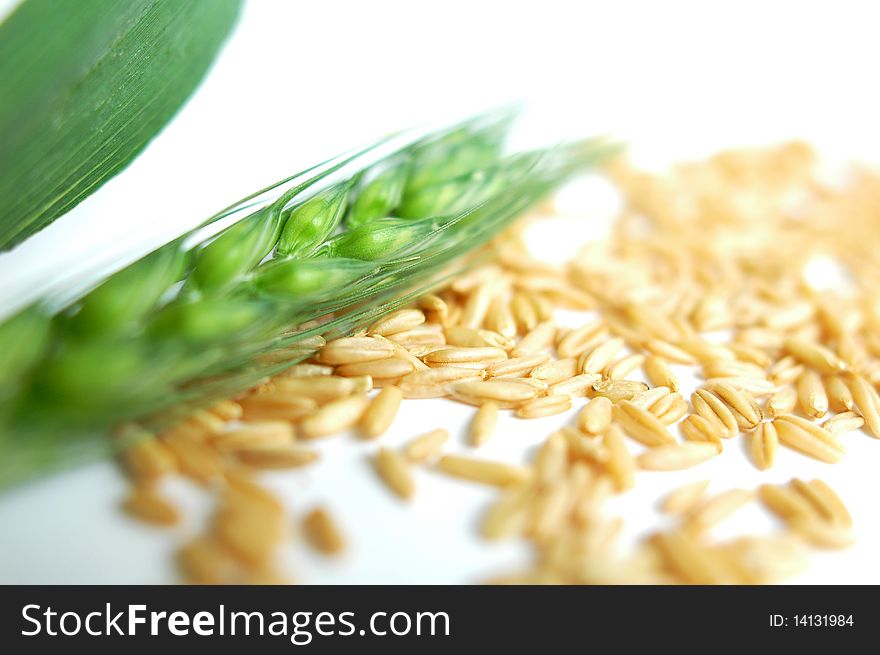 Fresh green wheat ears and grain isolated on white background. Fresh green wheat ears and grain isolated on white background