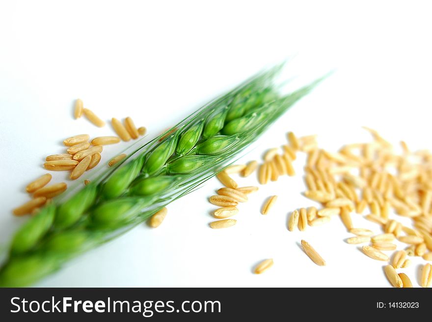 Fresh green wheat ear and grain isolated on white background. Fresh green wheat ear and grain isolated on white background